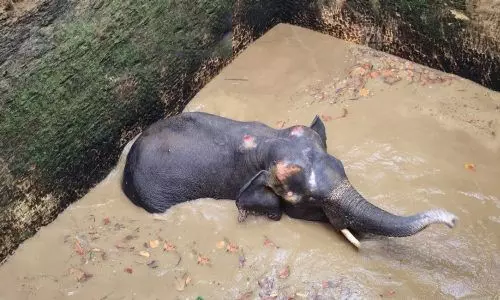 കോതമംഗലത്ത് കിണറ്റിൽ വീണ കാട്ടാനയെ വെള്ളം വറ്റിച്ച ശേഷം മയക്കുവെടി വയ്ക്കും; പ്രദേശത്ത് നിരോധനാജ്ഞ