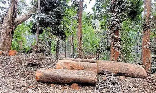 സുഗന്ധഗിരി മരംമുറി:18 ഉദ്യോഗസ്ഥർക്കെതിരെ നടപടിക്ക് ശുപാർശ; ഇതുവരെ സസ്പെൻഡ് ചെയ്തത് ഒമ്പത് പേരെ സുഗന്ധഗിരി മരംമുറി:18 ഉദ്യോഗസ്ഥർക്കെതിരെ നടപടിക്ക് ശുപാർശ; ഇതുവരെ സസ്പെൻഡ് ചെയ്തത് ഒമ്പത് പേരെ