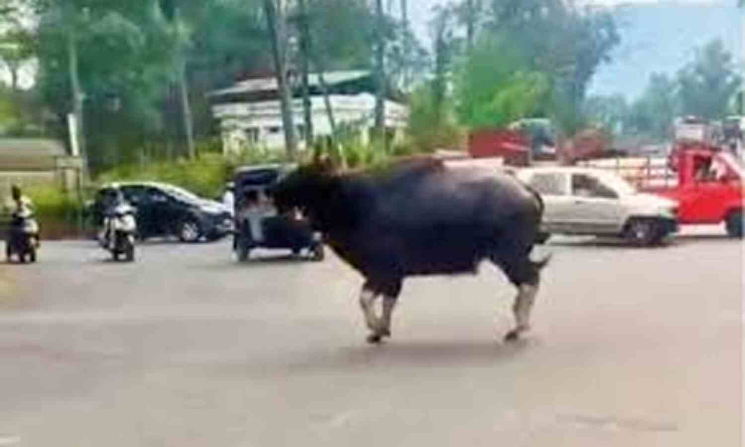 കൽപറ്റ നഗരത്തിൽ വീണ്ടും കാട്ടുപോത്ത് കൽപറ്റ നഗരത്തിൽ വീണ്ടും കാട്ടുപോത്ത്