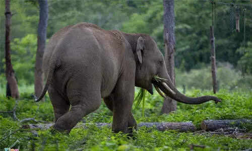 തൃശൂര്‍ കാരിക്കടവില്‍ കാട്ടാനയുടെ ആക്രമണത്തില്‍ ആദിവാസി യുവതിക്ക് പരിക്ക്