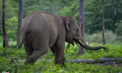 വീണ്ടും കാട്ടാന ആക്രമണം; അട്ടപ്പാടിയില്‍ ആദിവാസി വയോധികന് പരിക്ക്