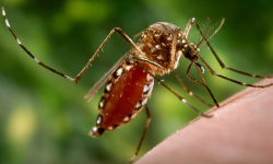 സംസ്ഥാനത്ത് വീണ്ടും വെസ്റ്റ്നൈല്‍ പനി മരണം; മരിച്ചത് ഇടുക്കി സ്വദേശി