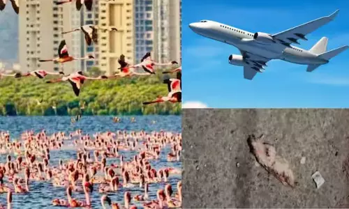 മുംബൈയില് വിമാനം പക്ഷിക്കൂട്ടത്തിലിടിച്ച് 10ലേറെ അരയന്നങ്ങള് ചത്തു മുംബൈയില് വിമാനം പക്ഷിക്കൂട്ടത്തിലിടിച്ച് 10ലേറെ അരയന്നങ്ങള് ചത്തു