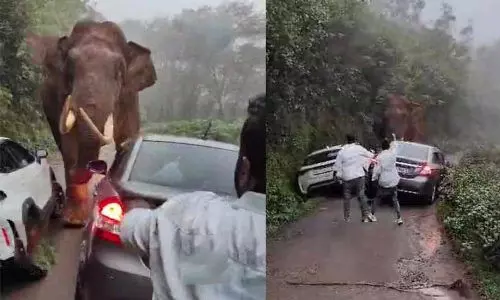 മൂന്നാറിൽ വാഹനങ്ങൾക്ക് നേരെ പടയപ്പയുടെ പരാക്രമം മൂന്നാറിൽ വാഹനങ്ങൾക്ക് നേരെ പടയപ്പയുടെ പരാക്രമം