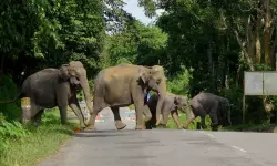 കാട്ടാനയുടെ ആക്രമണത്തില്‍ യുവാവിന് പരിക്ക്