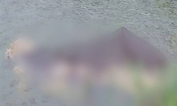 ഭാരതപ്പുഴയിൽ പോത്തുകൾ ചത്തുപൊങ്ങി; ഇതുവരെ കണ്ടെത്തിയത് ഏഴ് ജഡങ്ങൾ