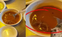 ​ഗുജറാത്തിലെ പ്രമുഖ ഹോട്ടലിൽ വിളമ്പിയ സാമ്പാറിൽ ചത്ത എലി; ഒരാഴ്ചയ്ക്കിടെ മൂന്നാം സംഭവം