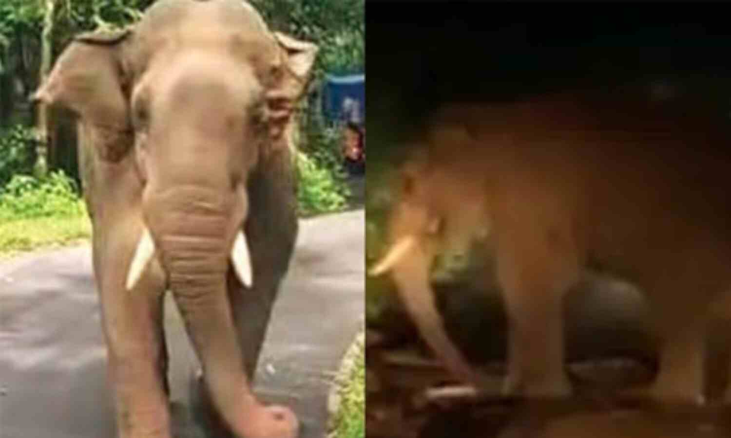 അതിരപ്പിള്ളി മലക്കപ്പാറ റോഡിൽ ആംബുലൻസ് തടഞ്ഞിട്ട് കാട്ടുകൊമ്പൻ കബാലി അതിരപ്പിള്ളി മലക്കപ്പാറ റോഡിൽ ആംബുലൻസ് തടഞ്ഞിട്ട് കാട്ടുകൊമ്പൻ കബാലി