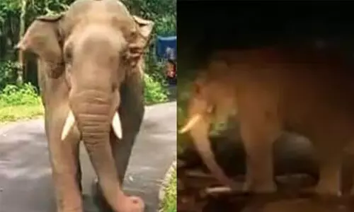 അതിരപ്പിള്ളി മലക്കപ്പാറ റോഡിൽ ആംബുലൻസ് തടഞ്ഞിട്ട് കാട്ടുകൊമ്പൻ കബാലി അതിരപ്പിള്ളി മലക്കപ്പാറ റോഡിൽ ആംബുലൻസ് തടഞ്ഞിട്ട് കാട്ടുകൊമ്പൻ കബാലി