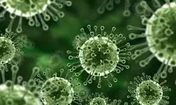 നിപ; മലപ്പുറത്ത് തിരുവാലി, മമ്പാട് പഞ്ചായത്തുകളിലെ അഞ്ച് വാര്ഡുകള് കണ്ടെയ്മെന്റ് സോണ് നിപ; മലപ്പുറത്ത് തിരുവാലി, മമ്പാട് പഞ്ചായത്തുകളിലെ അഞ്ച് വാര്ഡുകള് കണ്ടെയ്മെന്റ് സോണ്