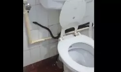 കണ്ണൂര് മെഡിക്കല് കോളജില് വീണ്ടും വിഷപ്പാമ്പ്; ശുചിമുറിയില് കൂറ്റന് അണലി കണ്ണൂര് മെഡിക്കല് കോളജില് വീണ്ടും വിഷപ്പാമ്പ്; ശുചിമുറിയില് കൂറ്റന് അണലി