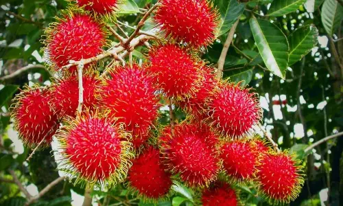 കളിക്കുന്നതിനിടെ റംബൂട്ടാന്‍ തൊണ്ടയില്‍ കുടുങ്ങി; അഞ്ച് മാസം പ്രായമായ കുഞ്ഞിന് ദാരുണാന്ത്യം