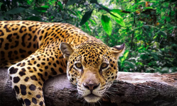 വാല്പ്പാറയില് ആറു വയസുകാരിയെ പുലി പിടിച്ചു; മരിച്ചത് അപ്സര വാല്പ്പാറയില് ആറു വയസുകാരിയെ പുലി പിടിച്ചു; മരിച്ചത് അപ്സര