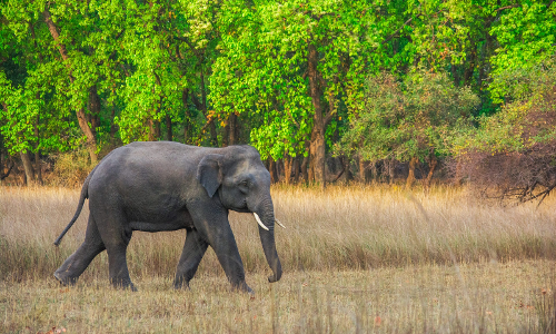 പീച്ചിയില്‍ കാട്ടാന ആക്രമണം; വനം വകുപ്പ് ഉദ്യോഗസ്ഥരുടെ ജീപ്പ് തകര്‍ത്തു