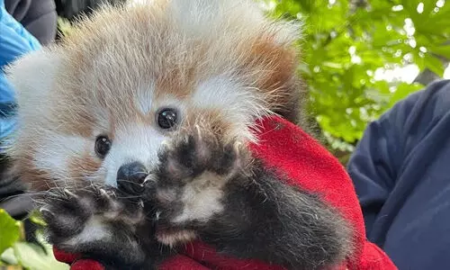 മൃഗശാല പരിസരത്ത് വെടിക്കെട്ട്:ബേബി റെഡ് പാണ്ട റോക്സി ഭയന്നു മരിച്ചു മൃഗശാല പരിസരത്ത് വെടിക്കെട്ട്:ബേബി റെഡ് പാണ്ട റോക്സി ഭയന്നു മരിച്ചു