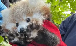 മൃഗശാല പരിസരത്ത് വെടിക്കെട്ട്:ബേബി റെഡ് പാണ്ട റോക്‌സി ഭയന്നു മരിച്ചു