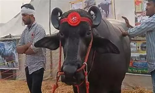 പോത്തിന് തൂക്കം 1500 കിലോഗ്രാം; ദിവസം കഴിക്കുന്നത് 20 മുട്ടകള്, വില 23 കോടി പോത്തിന് തൂക്കം 1500 കിലോഗ്രാം; ദിവസം കഴിക്കുന്നത് 20 മുട്ടകള്, വില 23 കോടി