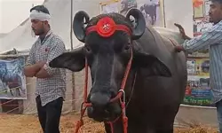 പോത്തിന് തൂക്കം 1500 കിലോഗ്രാം; ദിവസം കഴിക്കുന്നത് 20 മുട്ടകള്, വില 23 കോടി പോത്തിന് തൂക്കം 1500 കിലോഗ്രാം; ദിവസം കഴിക്കുന്നത് 20 മുട്ടകള്, വില 23 കോടി