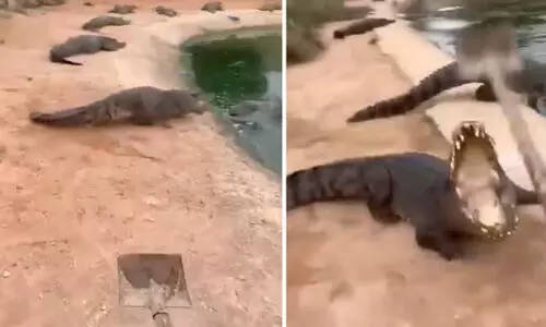 മണ്കോരിയുമായി മുതലകളെ കുളത്തിലേക്ക് ഓടിക്കുന്ന ദൃശ്യങ്ങള് വൈറലാവുന്നു മണ്കോരിയുമായി മുതലകളെ കുളത്തിലേക്ക് ഓടിക്കുന്ന ദൃശ്യങ്ങള് വൈറലാവുന്നു