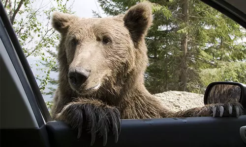 കരടി കാര്‍ തകര്‍ത്തതിന് 1.20 കോടി നഷ്ടപരിഹാരം വേണമെന്ന് പരാതി; ഒടുവില്‍ കരടി അറസ്റ്റില്‍ (വീഡിയോ)