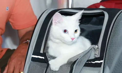 ഖത്തറില്നിന്ന് ഇവ കൊച്ചിയിലെത്തി ഖത്തറില്നിന്ന് ഇവ കൊച്ചിയിലെത്തി