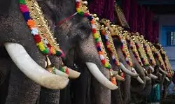 ആനയില്ലെങ്കില് ഹിന്ദുമതം ഇല്ലാതാകുമോ?; ആന എഴുന്നള്ളത്ത് അനിവാര്യ മതാചാരമല്ലെന്ന് ഹൈക്കോടതി ആനയില്ലെങ്കില് ഹിന്ദുമതം ഇല്ലാതാകുമോ?; ആന എഴുന്നള്ളത്ത് അനിവാര്യ മതാചാരമല്ലെന്ന് ഹൈക്കോടതി