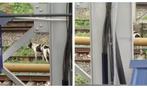 കണ്ണൂര് റെയില്വേ സ്റ്റേഷനില് 13 പേരെ കടിച്ച തെരുവുനായക്ക് പേവിഷബാധ കണ്ണൂര് റെയില്വേ സ്റ്റേഷനില് 13 പേരെ കടിച്ച തെരുവുനായക്ക് പേവിഷബാധ