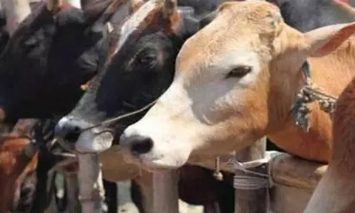 വ്യാജ പശുകശാപ്പ് കേസില്‍ മുസ്‌ലിംകളെ വെറുതെവിട്ടു; പോലിസുകാര്‍ക്കും പശുസംരക്ഷകര്‍ക്കും എതിരെ കേസെടുക്കാന്‍ ഉത്തരവ്