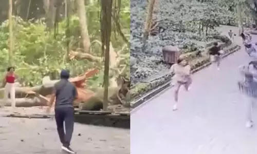 ബാലിയിലെ മങ്കി ഫോറസ്റ്റില് മരം വീണ് രണ്ട് വിനോദസഞ്ചാരികള് മരിച്ചു(വീഡിയോ) ബാലിയിലെ മങ്കി ഫോറസ്റ്റില് മരം വീണ് രണ്ട് വിനോദസഞ്ചാരികള് മരിച്ചു(വീഡിയോ)