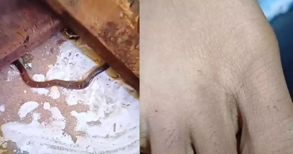വിദ്യാര്ഥിനിക്ക് പാമ്പുകടിയേറ്റ സംഭവം; റിപോര്ട്ട് തേടി വിദ്യാഭ്യാസമന്ത്രി വിദ്യാര്ഥിനിക്ക് പാമ്പുകടിയേറ്റ സംഭവം; റിപോര്ട്ട് തേടി വിദ്യാഭ്യാസമന്ത്രി