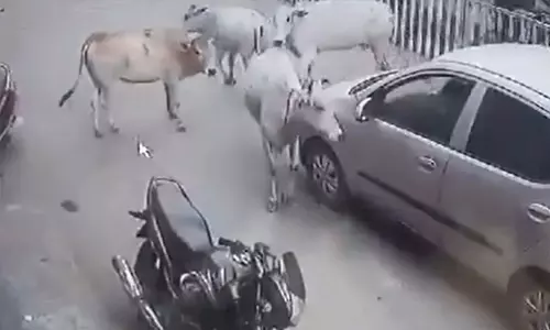 പശുക്കുട്ടിയെ ഇടിച്ച കാര്‍ തടഞ്ഞ് അമ്മപശുവും സംഘവും(വീഡിയോ)