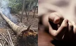 തെങ്ങ് മറിഞ്ഞുവീണ് പെരുമ്പാവൂരില്‍ അഞ്ച് വയസുകാരന് ദാരുണാന്ത്യം