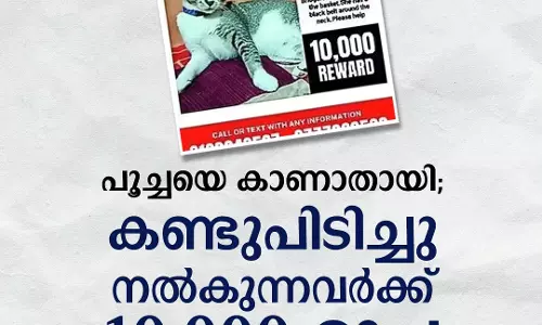 പൂച്ചയെ കാണാതായി; കണ്ടുപിടിച്ചു നല്‍കുന്നവര്‍ക്ക് 10,000 രൂപ വാഗ്ദാനം ചെയ്ത് പഴക്കച്ചവടക്കാരന്‍