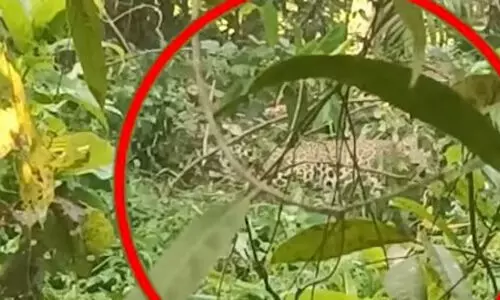 പന്നിക്കെണിയില് കുടുങ്ങിയ പുലിയെ മയക്കുവെടിവെച്ചു(VIDEO) പന്നിക്കെണിയില് കുടുങ്ങിയ പുലിയെ മയക്കുവെടിവെച്ചു(VIDEO)