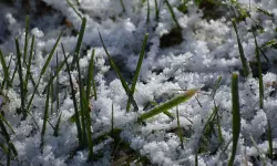 മൂന്നാറില് താപനില മൈനസായി മൂന്നാറില് താപനില മൈനസായി