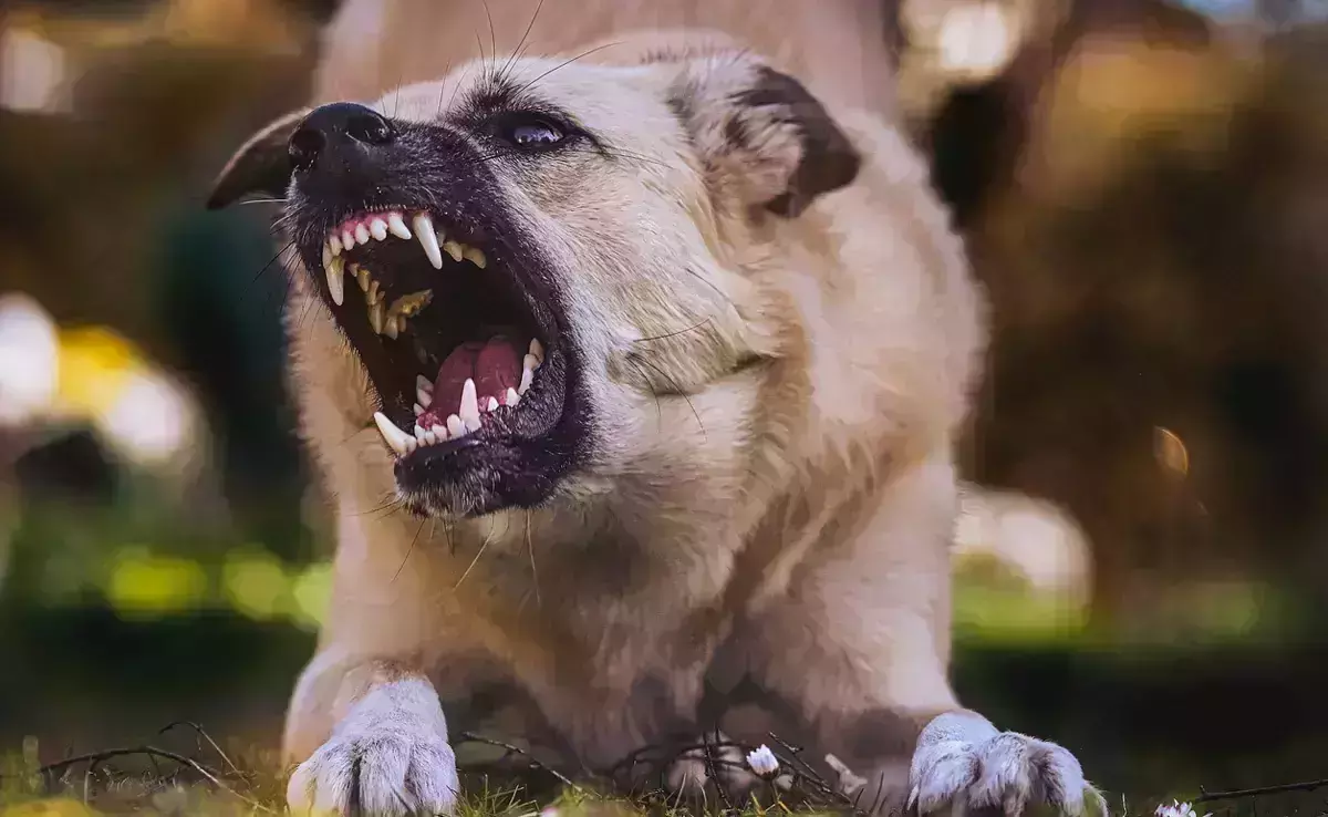 വാക്‌സിന്‍ എടുത്തിട്ടും പേവിഷബാധ; ഏഴു വയസ്സുകാരിയുടെ നില ഗുരുതരം