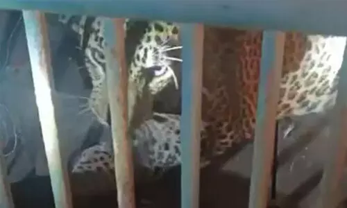 പുലിക്കെണിയുടെ കമ്പികള് കടിച്ചു പൊളിച്ച് പുള്ളിപ്പുലി രക്ഷപ്പെട്ടു പുലിക്കെണിയുടെ കമ്പികള് കടിച്ചു പൊളിച്ച് പുള്ളിപ്പുലി രക്ഷപ്പെട്ടു