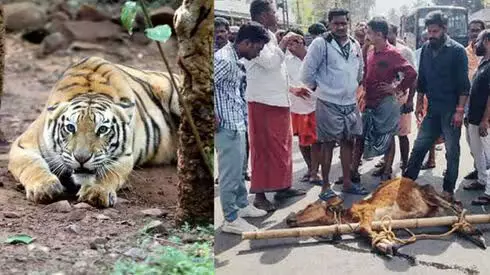 വയനാട് പുല്പ്പള്ളിയില് കടുവയുടെ ആക്രമണം തുടരുന്നു; മൂന്ന് ആടുകളെ കൊന്നു വയനാട് പുല്പ്പള്ളിയില് കടുവയുടെ ആക്രമണം തുടരുന്നു; മൂന്ന് ആടുകളെ കൊന്നു