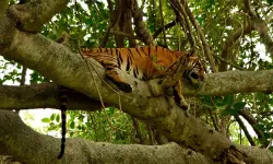 അമരക്കുനിയില്‍ വീണ്ടും കടുവയെത്തി; ആടിനെ കൊന്നു