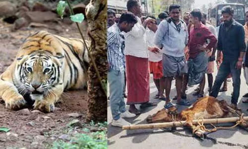 വയനാട് പുല്‍പ്പള്ളിയില്‍ കടുവയുടെ ആക്രമണം തുടരുന്നു; മൂന്ന് ആടുകളെ കൊന്നു
