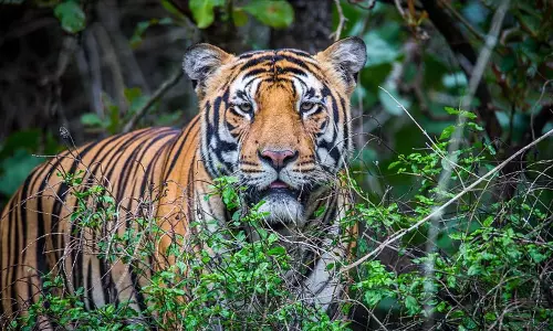 ഒരു ആടിനെ കൂടി കൊന്നു; കടുവയെ പിടിക്കാനുള്ള ഊര്‍ജിത ശ്രമങ്ങള്‍ തുടരുന്നു