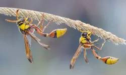 കടന്നല്‍കുത്തേറ്റ് ചികില്‍സയിലായിരുന്ന വയോധികന്‍ മരിച്ചു