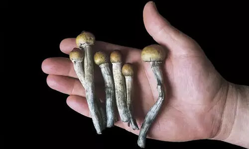 മാജിക് മഷ്റൂം വെറും കൂണ്; നിരോധിത ലഹരിവസ്തുവല്ലെന്ന് ഹൈക്കോടതി മാജിക് മഷ്റൂം വെറും കൂണ്; നിരോധിത ലഹരിവസ്തുവല്ലെന്ന് ഹൈക്കോടതി