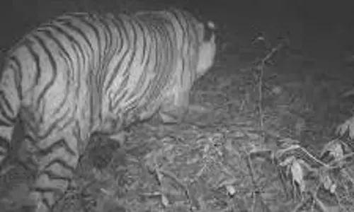 വയനാട് കല്‍പ്പറ്റയില്‍ വീണ്ടും പുലി ഇറങ്ങി