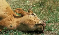 വിഷപ്പുല്ല് തിന്ന് പശുക്കള്‍ ചത്ത സംഭവം; വില്ലനായി ബ്ലൂമിയ