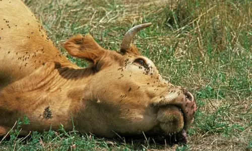 വിഷപ്പുല്ല് തിന്ന് പശുക്കള് ചത്ത സംഭവം; വില്ലനായി ബ്ലൂമിയ വിഷപ്പുല്ല് തിന്ന് പശുക്കള് ചത്ത സംഭവം; വില്ലനായി ബ്ലൂമിയ