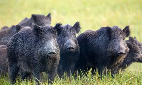 കാട്ടുപന്നിയെ വെടിവെക്കാന് വനംവകുപ്പിന് അധികാരമുണ്ട്; സര്ക്കാര് നിലപാട് അറിയിക്കണമെന്ന് ഹൈക്കോടതി കാട്ടുപന്നിയെ വെടിവെക്കാന് വനംവകുപ്പിന് അധികാരമുണ്ട്; സര്ക്കാര് നിലപാട് അറിയിക്കണമെന്ന് ഹൈക്കോടതി