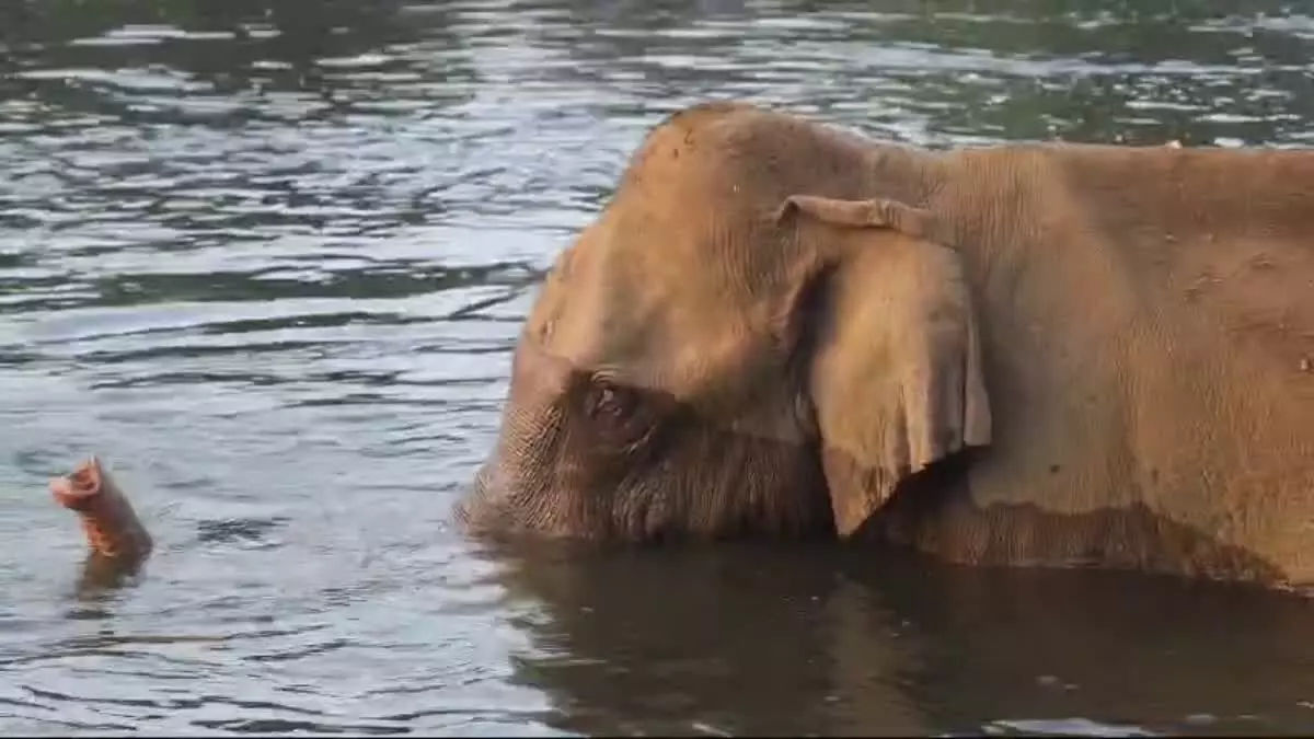 മസ്തകത്തില്‍ മുറിവേറ്റ കാട്ടാനക്ക് ചികിത്സ നല്‍കാനുള്ള ദൗത്യം അതീവ ദുഷ്‌കരം: ഡോ. അരുണ്‍ സക്കറിയ