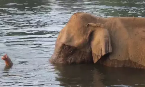 മസ്തകത്തില്‍ മുറിവേറ്റ കാട്ടാനക്ക് ചികിത്സ നല്‍കാനുള്ള ദൗത്യം അതീവ ദുഷ്‌കരം: ഡോ. അരുണ്‍ സക്കറിയ