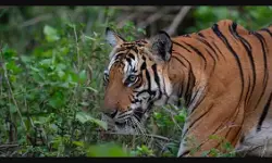 മാനന്തവാടിയില്‍ കടുവയെ വീണ്ടും കണ്ടു; പട്രോളിങ് ശക്തം; തെര്‍മല്‍ ഡ്രോണ്‍ പരിശോധന